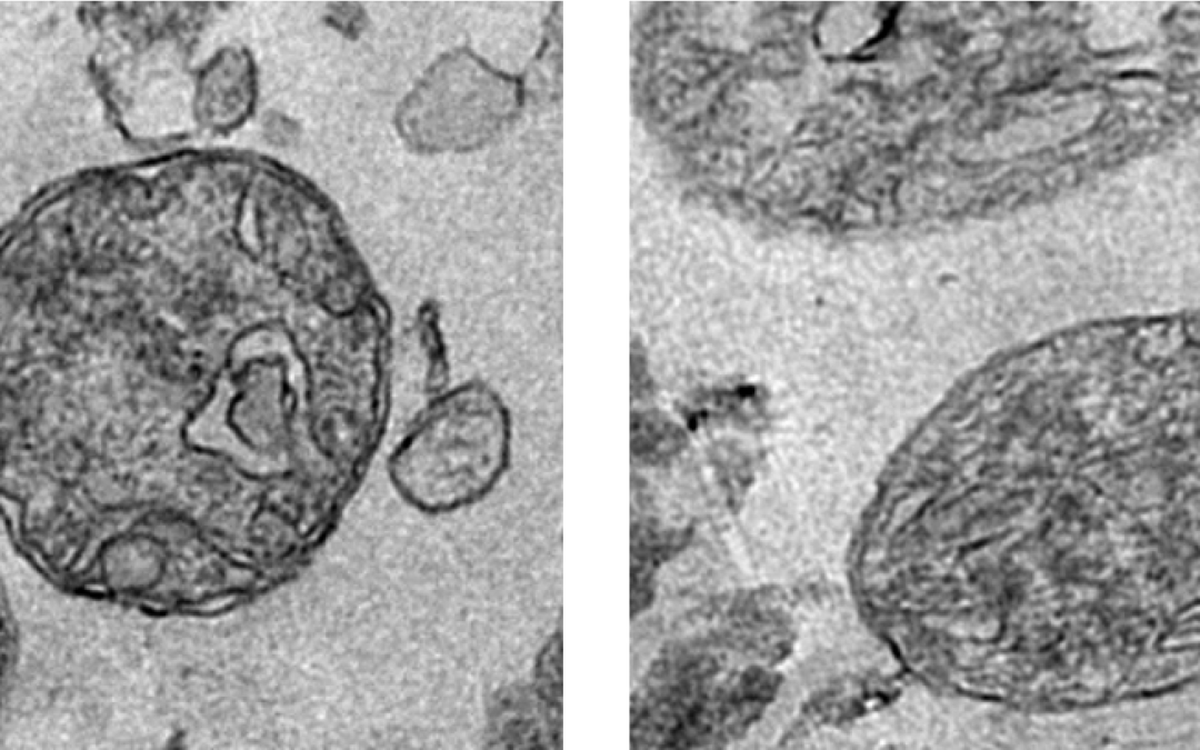 Découverte incroyable : des mitochondries existent dans le sang !