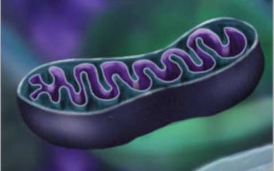 Le premier antioxydant naturel capable de cibler les mitochondries est une découverte française !