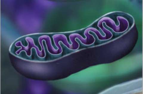Le premier antioxydant naturel capable de cibler les mitochondries est une découverte française !