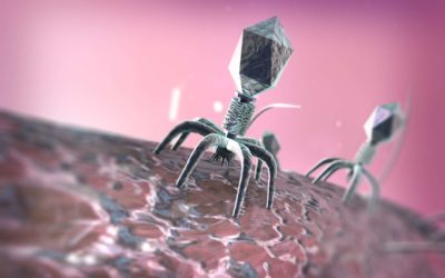 La phagothérapie, c’est quoi ? Définition et explications
