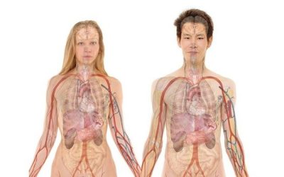 Bonnes applications pour apprendre l’anatomie : notre comparatif