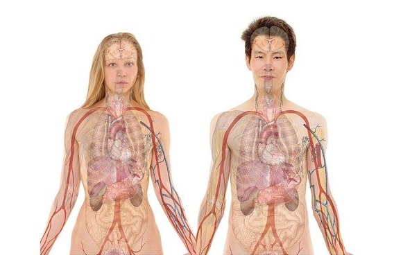Bonnes applications pour apprendre l’anatomie : notre comparatif