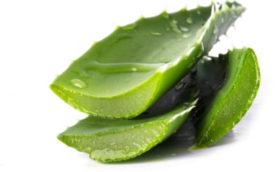 A la découverte des multiples bienfaits de l’aloe vera