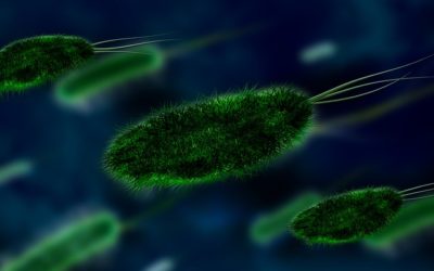 Qu’est-ce qu’un virus ? De quoi est-il constitué ?