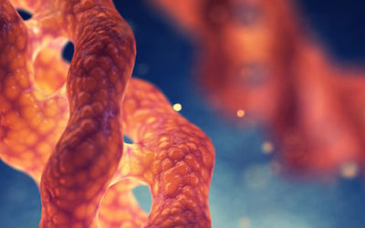 Quelle est la différence entre peptides de collagène et collagène hydrolysé