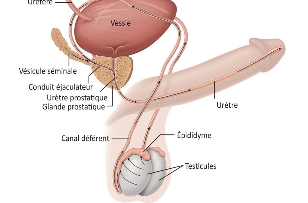 Cancer de la prostate : découverte de bactéries responsable de cette pathologie