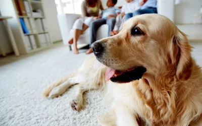 Agria Assurance : plus de 100 ans d’engagement au service de la santé animale